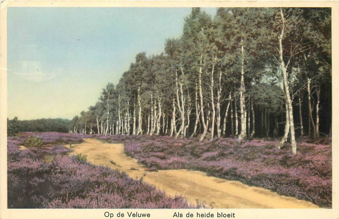 Op de Veluwe Als de heide bloeit