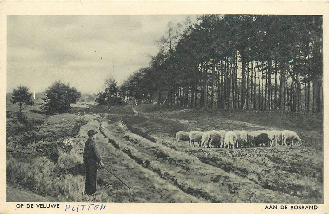 Op de Veluwe Aan de Bosrand