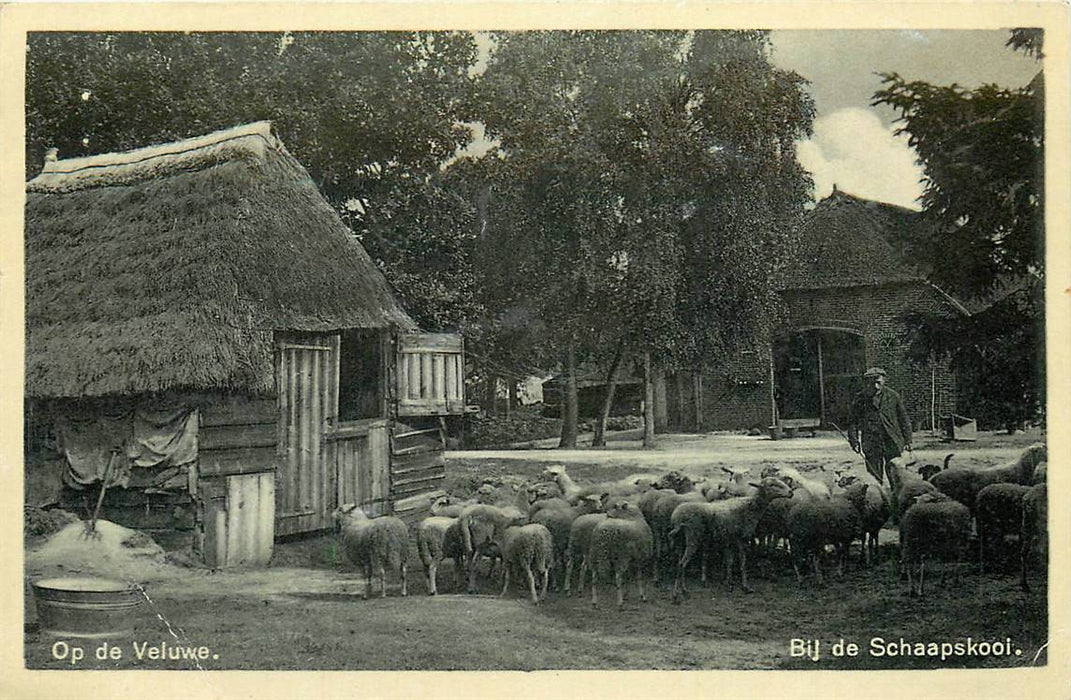 Op de Veluwe Bij de Schaapskooi