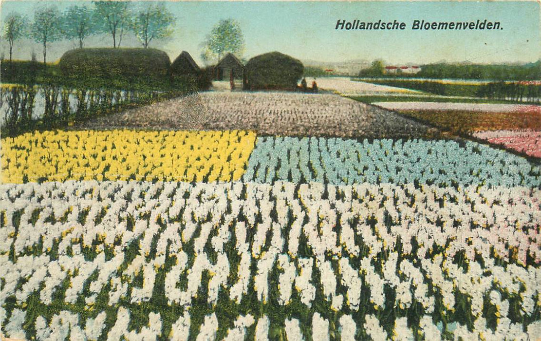 Hollandsche Bloemenvelden