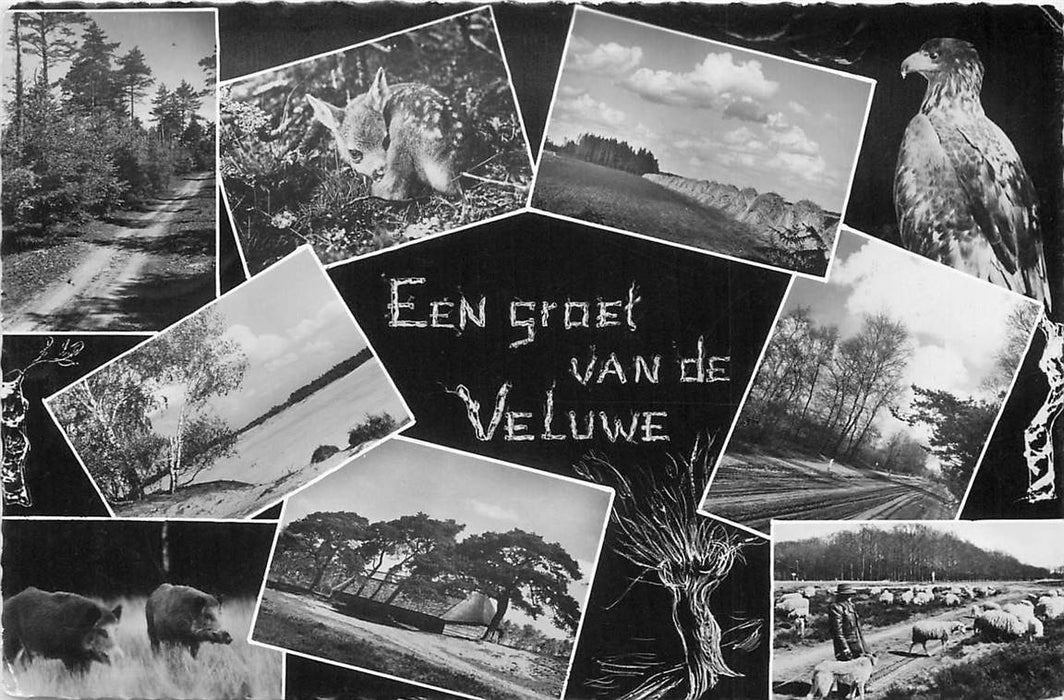 Groet van de Veluwe