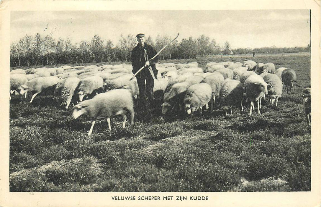 Veluwe Scheper met zijn kudde