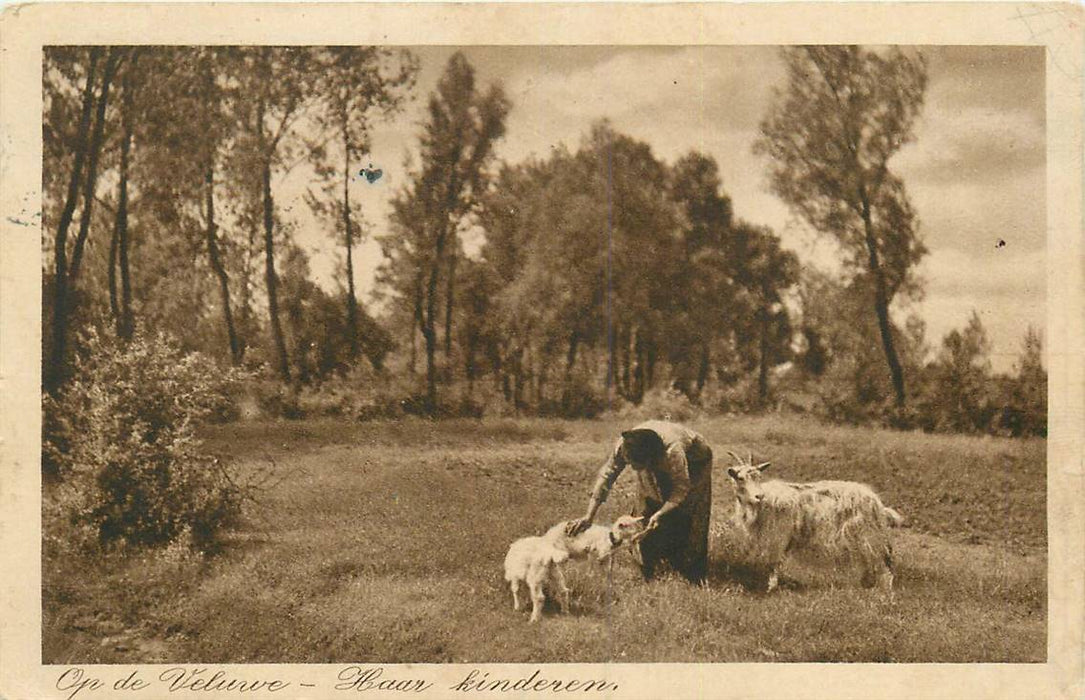 Op de Veluwe