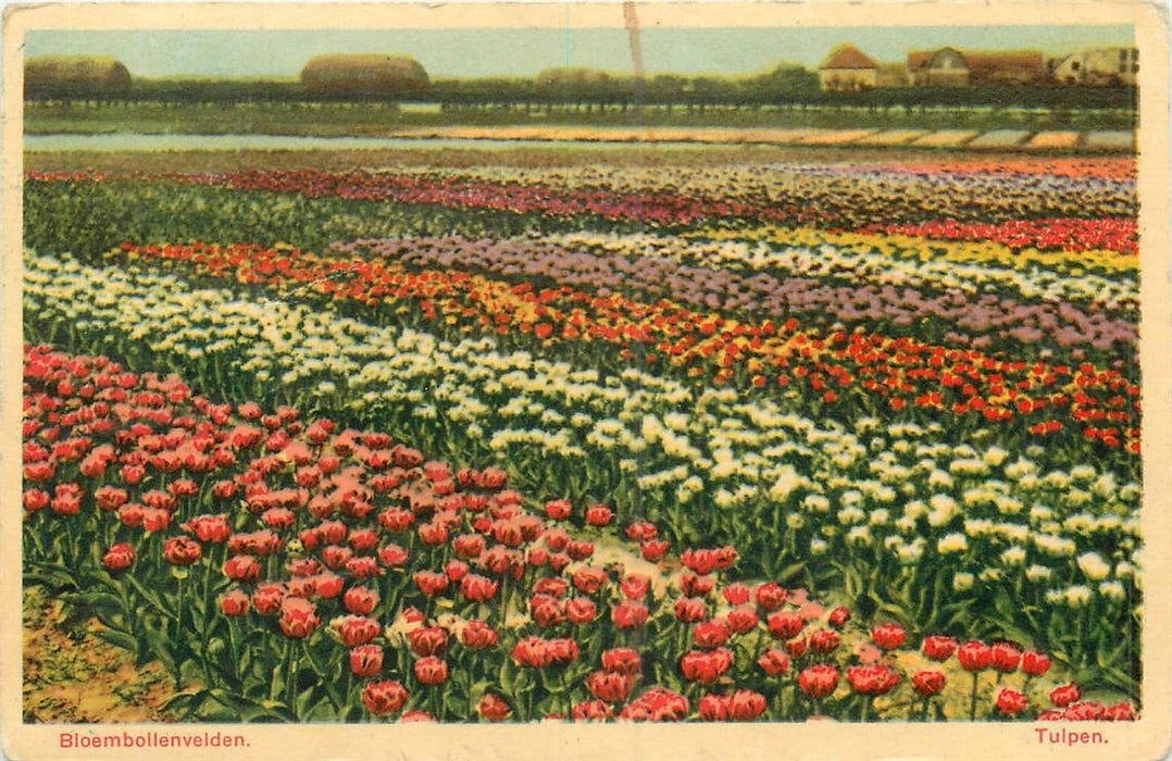 Bloembollenvelden Tulpen