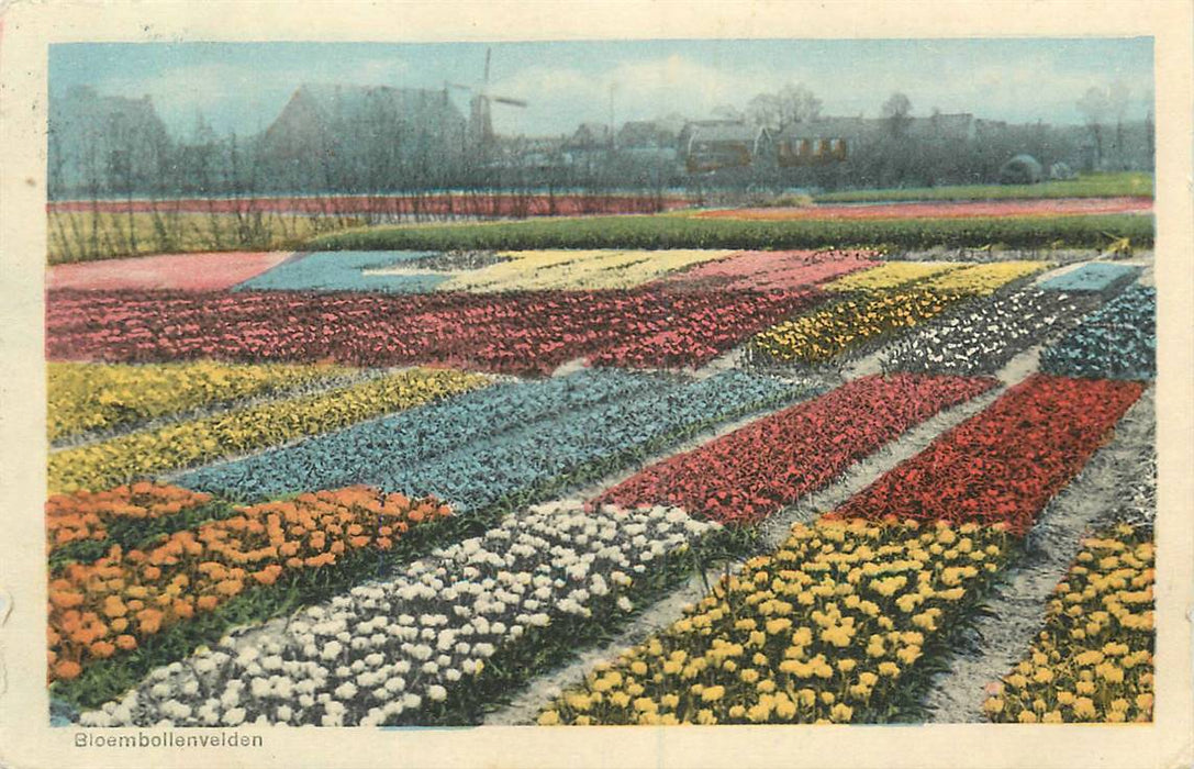 Bloembollenvelden